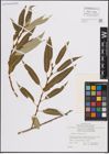 Foto von Salix fragilis L.